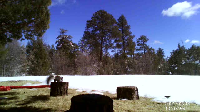 Squirrel Birds and Snow!