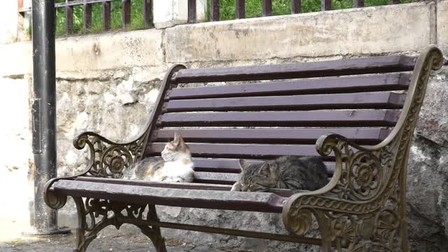 Two beautiful cats seating on a bench in the park