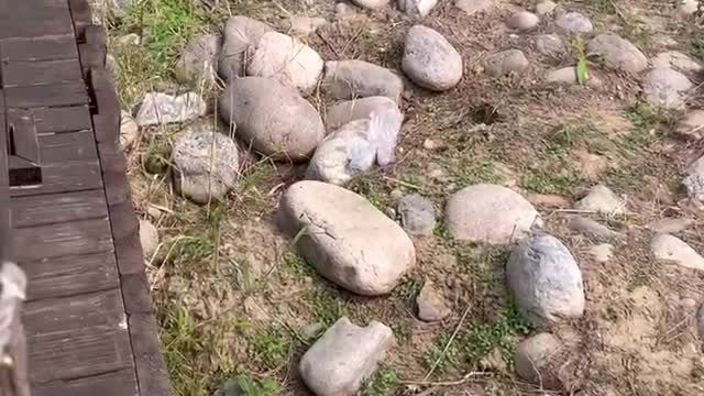 There are a lot of big rocks