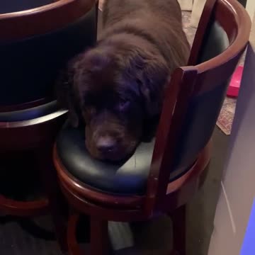 This playful Newfoundland shows off his serious mood