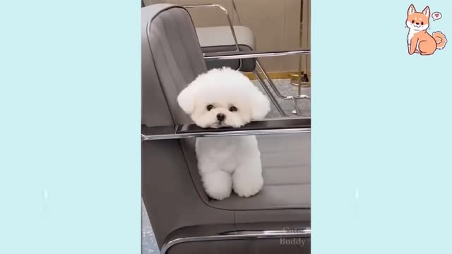 Puppies Are Cute Compilation of Cute Funny and Smart Dogs