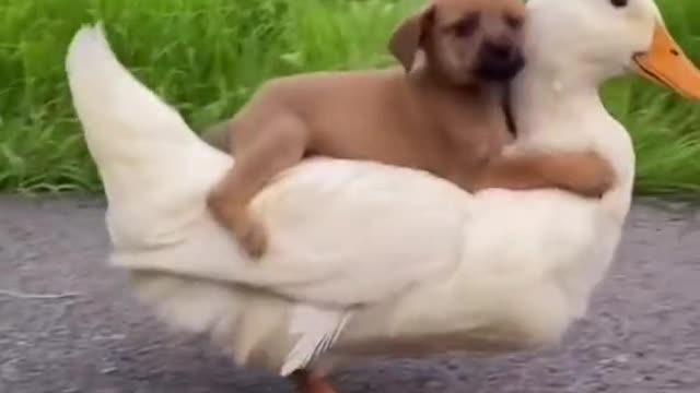 wow.. i am ready for travel | cute puppy and duck friendship