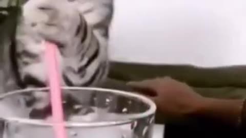 Cute Kitten Wants To Drink Too It's so adorable And A Bit Funny!!!