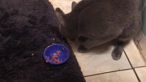 Kitty Prefers Using Paw Over Food Dish