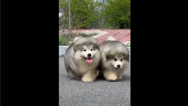 Cute Baby Dogs Funny Pets Videos