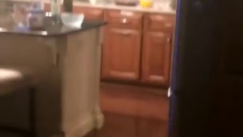 Vibes dog caught in kitchen