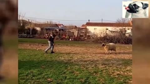 Funny Sheep Attacking People Compilation - Funniest Animals Videos