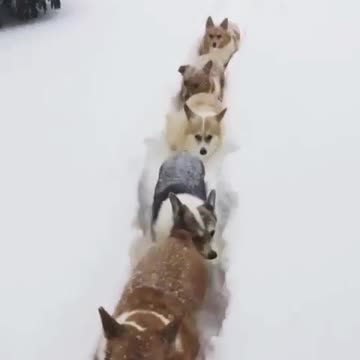 Ice road running a dog