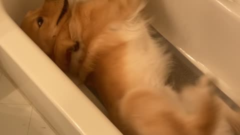 Golden Retriever Swims Sideways In Empty Bathtub