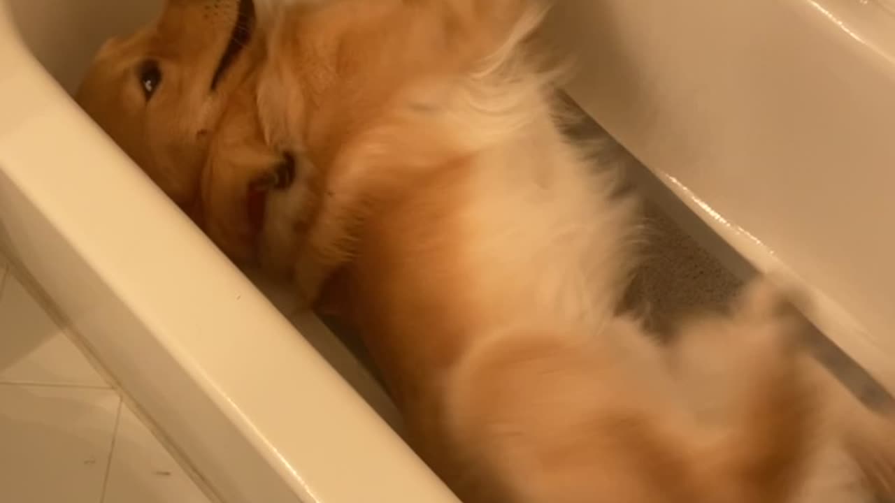 Golden Retriever Swims Sideways In Empty Bathtub