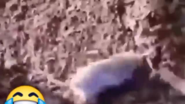 Funny Video - rat gone mad and insane