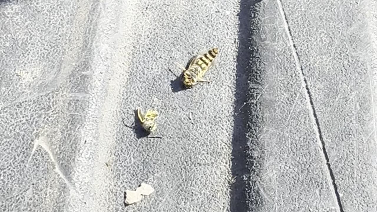 Queen & Worker Yellow Jacket Size Difference