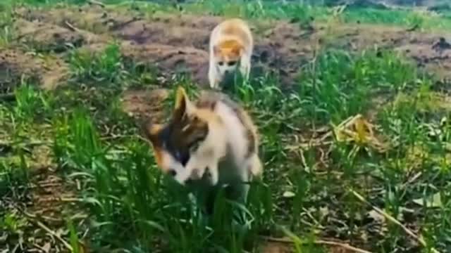 FUNNY ANIMALS VIDEOS TRY NOT TO LAUGH 🤣 | FUNNY CATS | FUNNY DOGS | CUTEST ANIMALS Eps 092