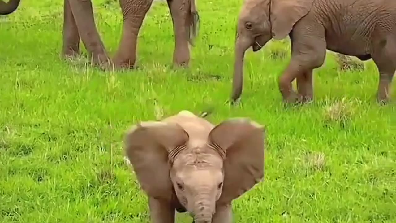 Baby Elephant