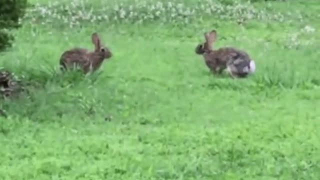 Wonderful animals