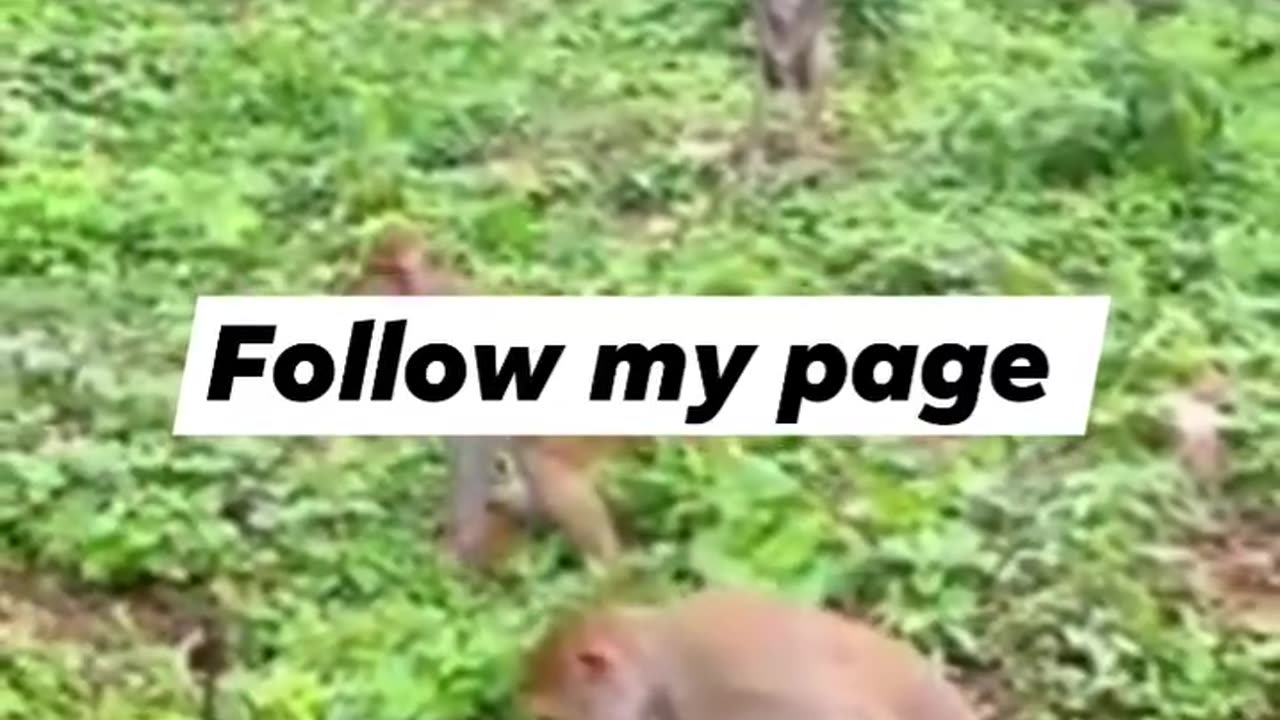 Viral monkey animal funny moments