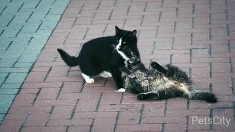 Happy Cat Couple