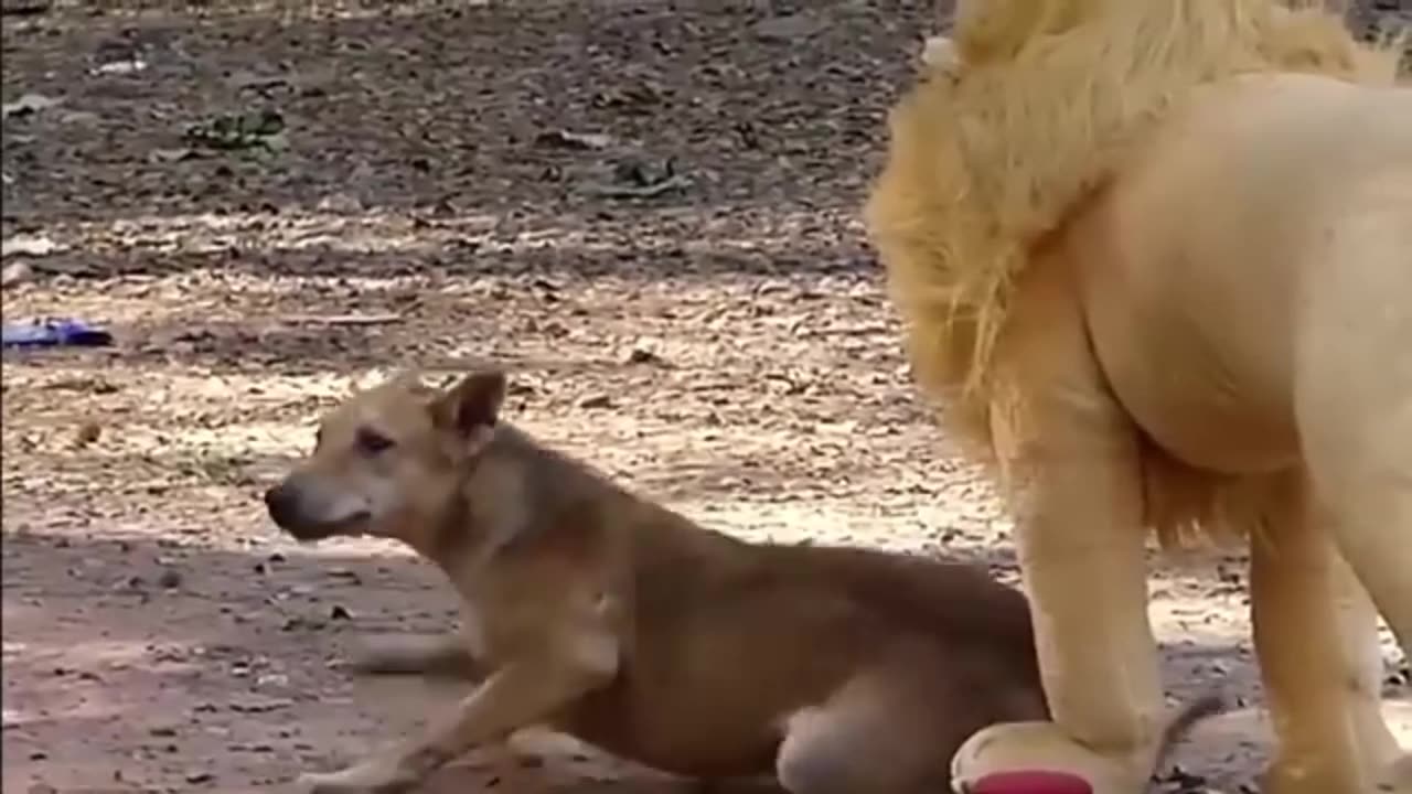 Funny animal comady video