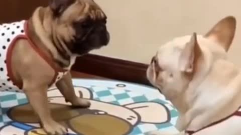 My Cute Dogs 🤣 Very Funny scene