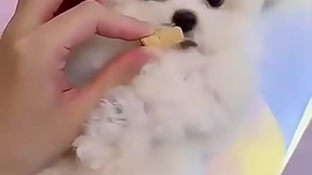 Bichon Puppy, so cute and healing