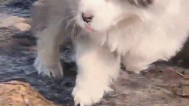 Funniest and Cutest Puppies