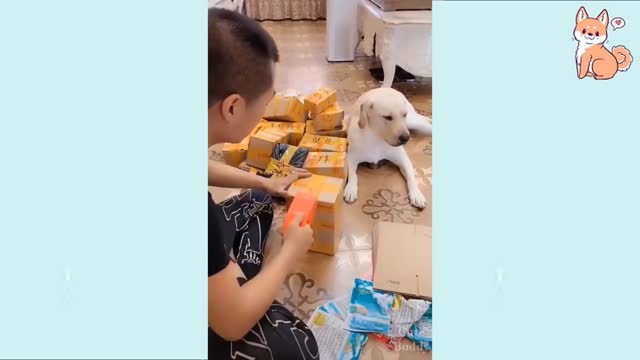 You will laugh at all the DOGS 🤣 Funny DOG Videos 😂🐶 | MostViral