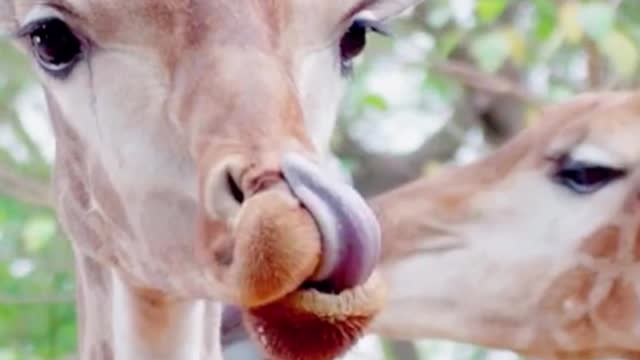 A deer can stick its tongue right up its nose. Its tongue is too long