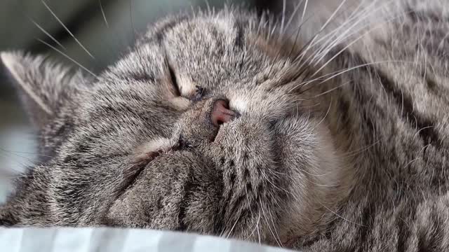 Cat sleeping. Close up view of lazy pet resting