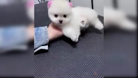 Cute and funny dogs video