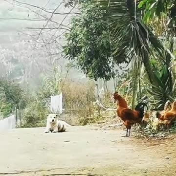 Dog fake rooster crowing