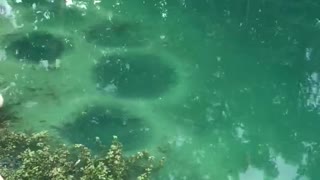 Fish Nests