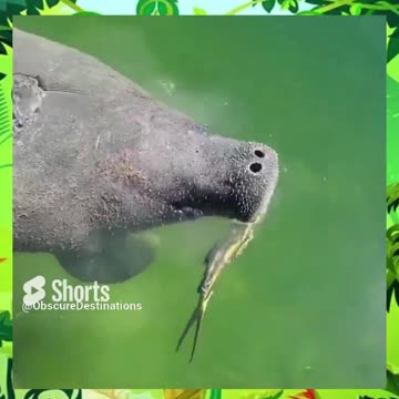 And here I thought manatees were strictly herbivores