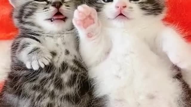 Baby funny cute kittens!