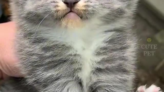 Funny cat doing amazing things