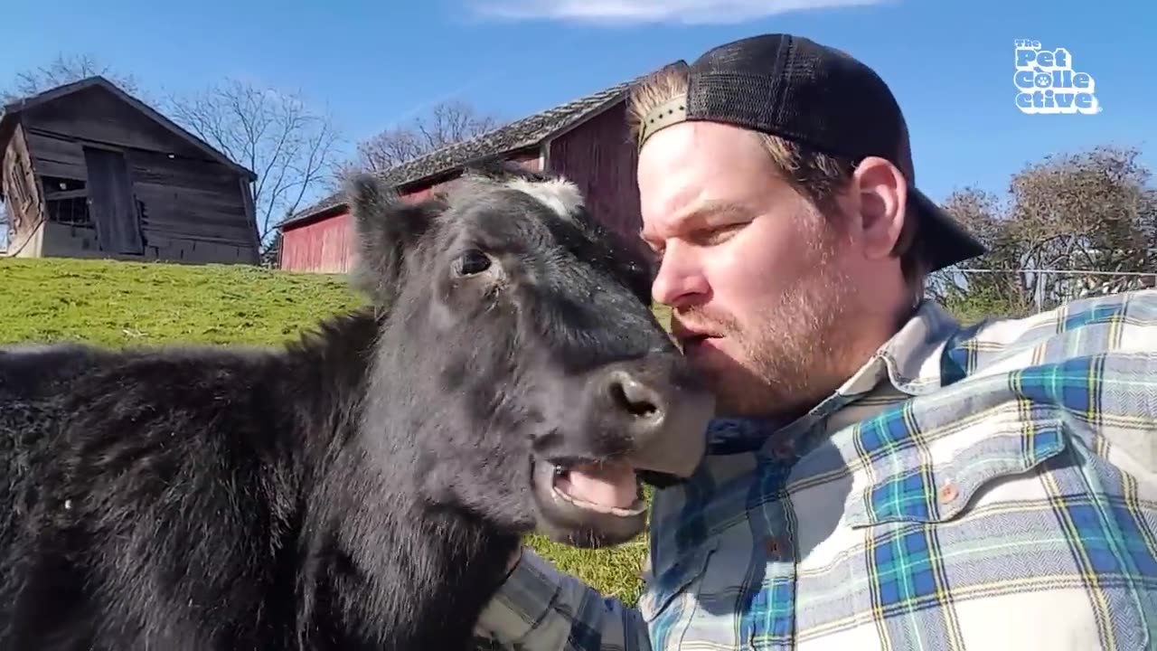 Funniest Farm Animals #funny