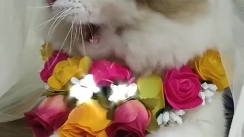 cute cats video