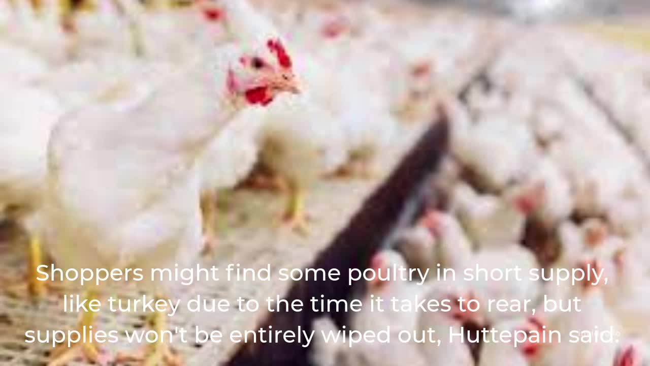 Rare upsurge in bird flu makes for worst-ever crisis in France