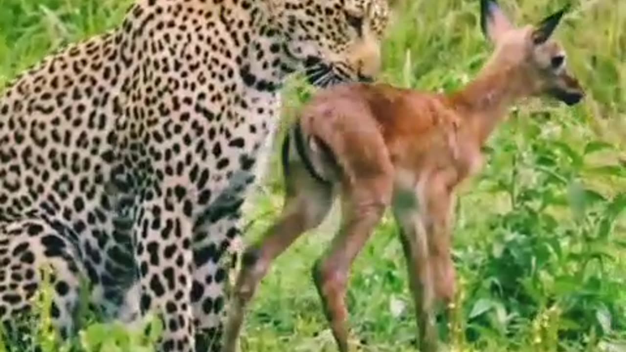 the tiger doing to eat the deer?