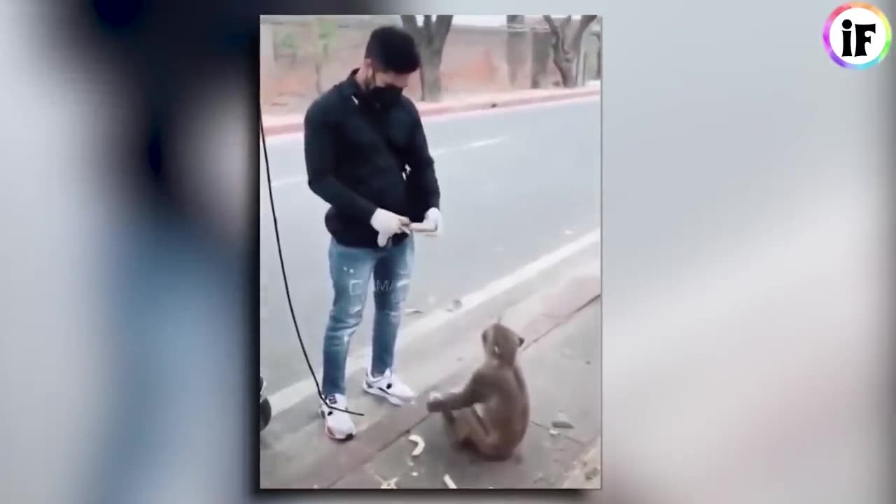 Funny monkey