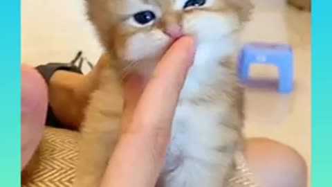 Cute cat short video