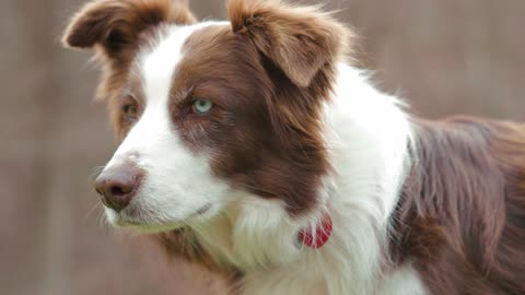 Close Up Video of a Dog