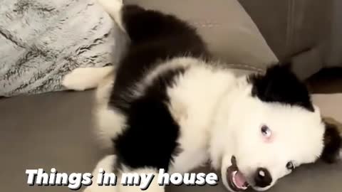 Funny animals prank videos funny animals