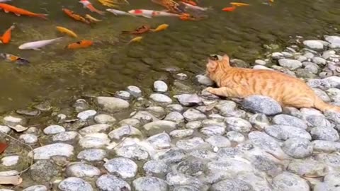 Cat catching Fish From River