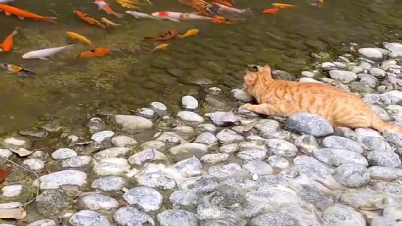 Cat catching Fish From River