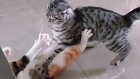 Cats Fight vs Cat