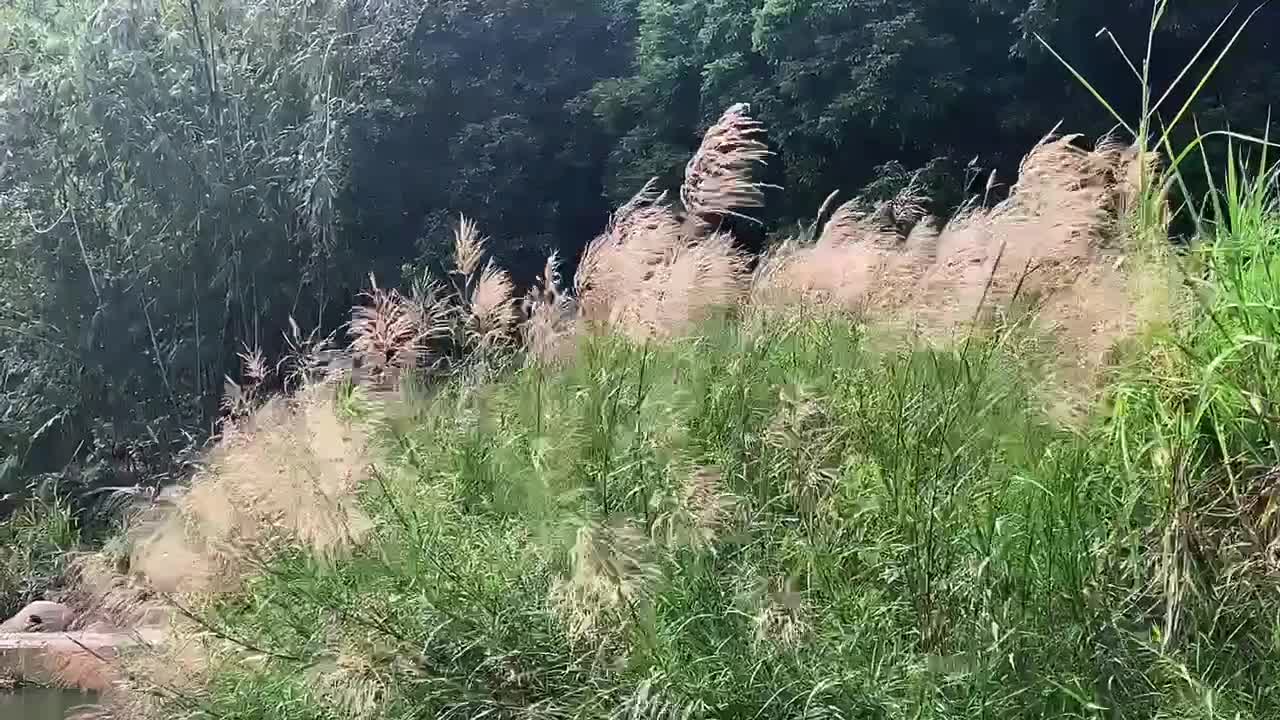 scarecrow