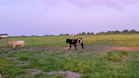 Two rescued calves frolic with joy at their new forever home