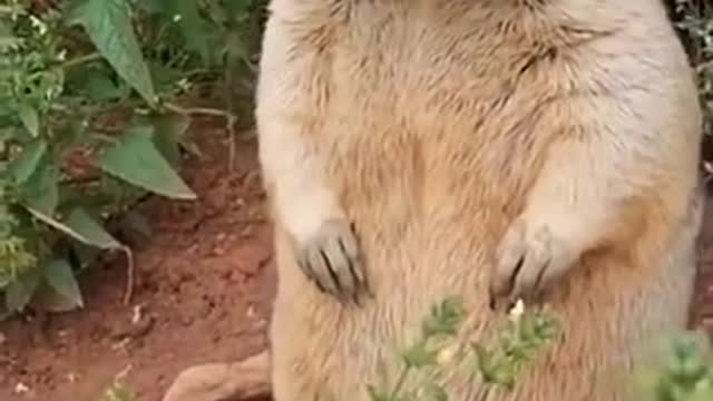 I heard a real groundhog call, how come it is different from what I imagined~~