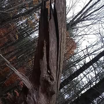 Mushrooms on dead tree look like flying saucers