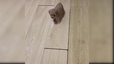 Shy little puppy falls down